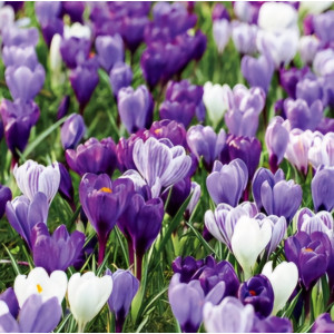 Didžiažiedžių krokų derinys "Violetiniai atspalviai", 500 vnt.