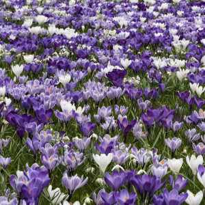 Didžiažiedžių krokų derinys "Violetiniai atspalviai", 500 vnt.