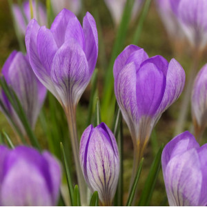 Krokai tommasinianus "Barr's Purple" 500 vnt.