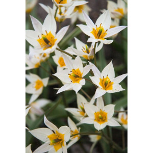 Botaninės tulpės Turkestanica, 10 vnt.