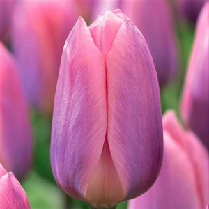 Tulpė Darvino "Light and Dreamy" 50 vnt.