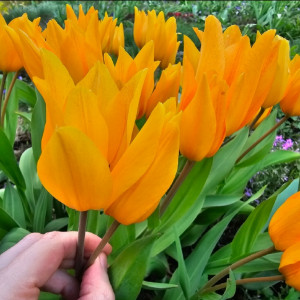 Botaninė tulpė "Shogun", 10 vnt.