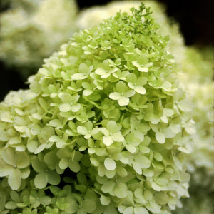 Hortenzija šluotelinė 'Limelight'