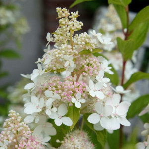Hortenzija šluotelinė 'Confetti'