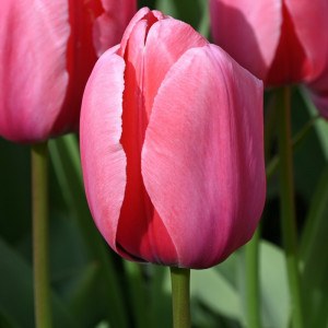Tulpė Darvino "Pink Impression" 10 vnt.