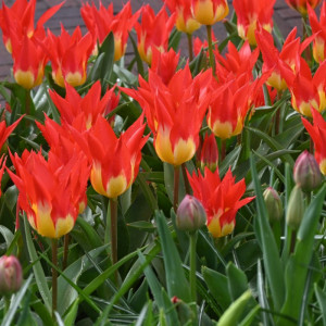 Tulpė "Flames Mystery" 50 vnt.