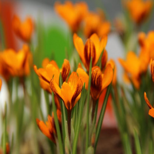 Krokai "Orange Monarch", 50 vnt.