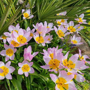 Botaninė tulpė 'Bakeri Lilac Wonder', 10 vnt.