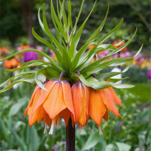Margutė "Garland Star", 20 vnt.