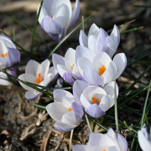 Krokai Weldenii "Fairy", 20 vnt.