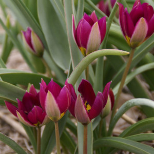 Botaninė tulpė "Persian Pearl", 50 vnt.