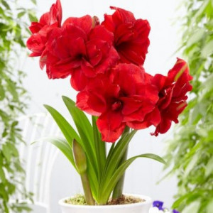 Amarilis 'Amarantia' (meilenis) 2026 ruduo