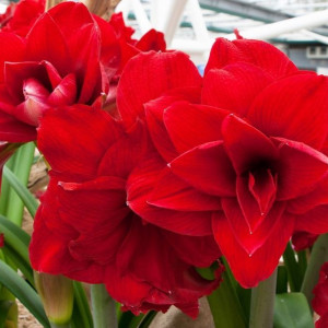 Amarilis 'Amarantia' (meilenis) 2026 ruduo