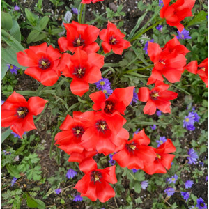 Botaninė tulpė Linifolia, 10 vnt.