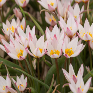 Botaninė tulpė Cretica "Hilde", 50 vnt.