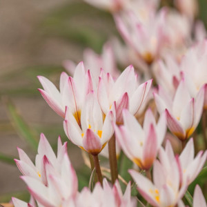 Botaninė tulpė Cretica "Hilde", 50 vnt.