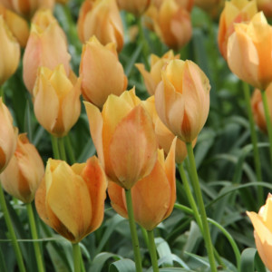 Botaninė tulpė "Bright Gem", 10 vnt.