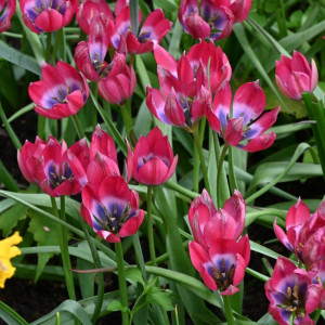 Botaninė tulpė "Little Beauty", 10 vnt.