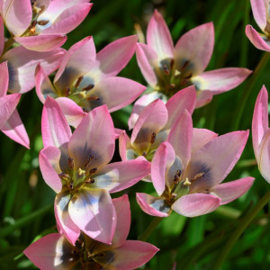 Botaninė tulpė "Danique", 50 vnt.