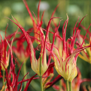 Botaninė tulpė Acuminata, 20 vnt.