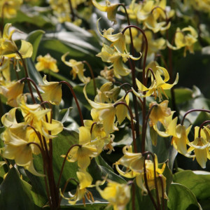 Eritronis "Pagoda", 1 vnt.