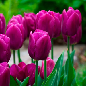Tulpė 'Purple Prince', 15 vnt.