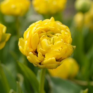 Tulpė 'Yellow Pomponette', 5 vnt.