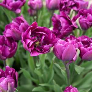 Tulpė pilnavidurė  'Negrita Double', 5 vnt.