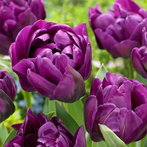Tulpė pilnavidurė  'Negrita Double', 5 vnt.