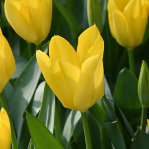 Tulpė 'Yellow Purissima', 15 vnt.
