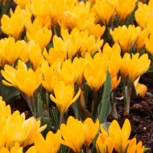 Didžiažiedžiai krokai "Yellow" 100 vnt.