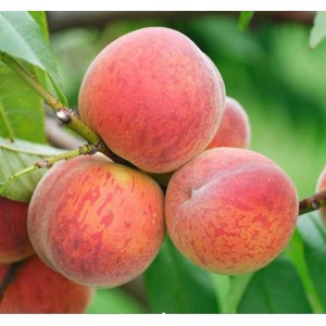 Persikas 'Inka' (užauginta grunte)