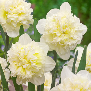 Narcizai  ( lot. Narcissus )  Ice King, 50  vnt 2026 ruduo