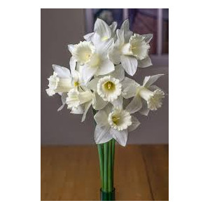 Narcizai  ( lot. Narcissus ) Mount Hood, 5 vnt 2026 ruduo