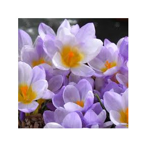 Krokai pavasariniai  (lot. Crocus sieberi ) Firefly, 100 vnt vazone