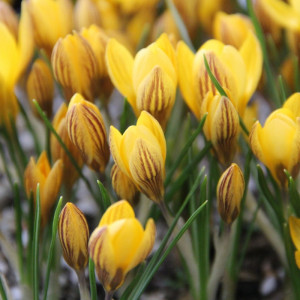 Krokai auksažiedžiai  (lot. Crocus fuscotinctus), 100 vnt 2026 ruduo