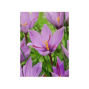 Krokai tikrieji (lot. Crocus sativus) -Šafranas, 10 vnt vazone,
