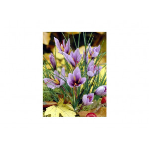 Krokai tikrieji (lot. Crocus sativus) -Šafranas, 10 vnt vazone,