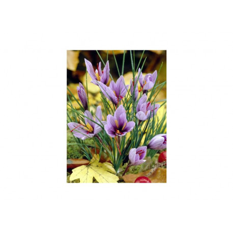 Krokai tikrieji (lot. Crocus sativus) -Šafranas, 10 vnt vazone,