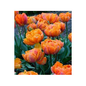 Tulpės Orange Princess, 5 vnt vazone