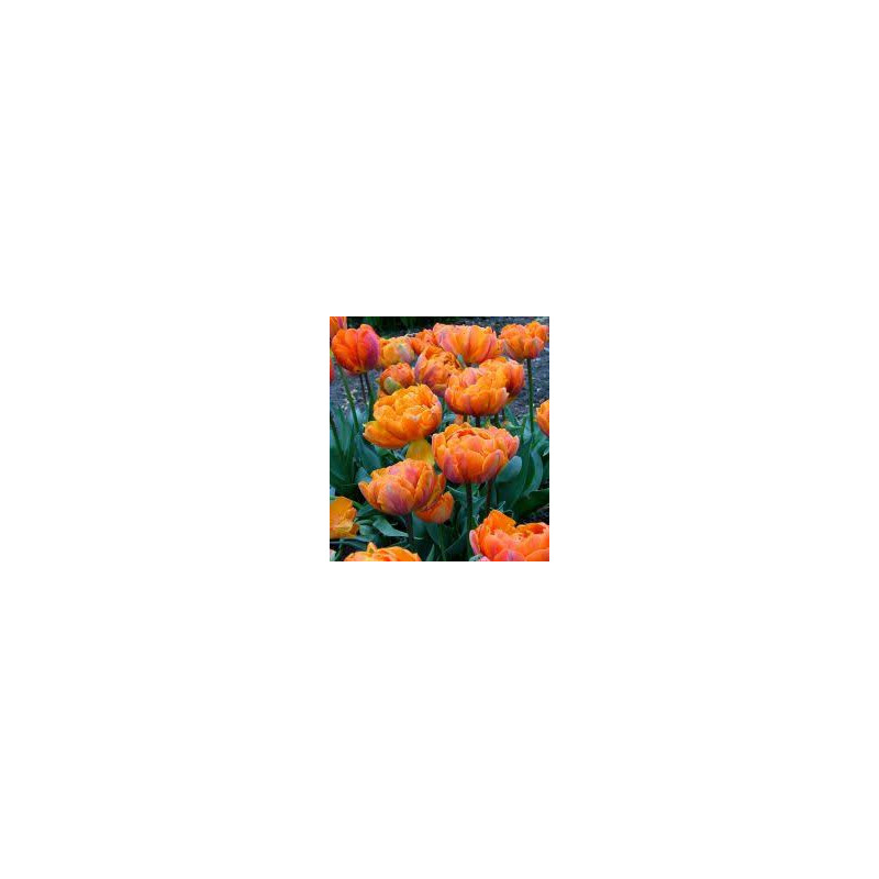 Blue Orange - Princess Legend - Gioco Di Carte Con Identità Segrete - 3-8 Giocatori - 8+ Anni - 6