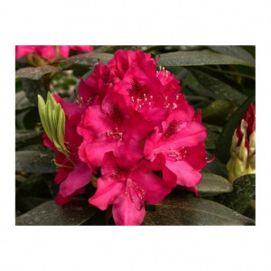 Rododendras Nowa Zembla, 20 l