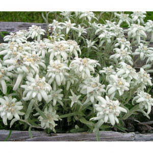 Liūtpėdė alpinė, edelveisas 'May snow'