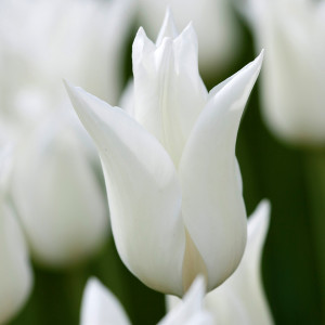 Tulpė 'White Triumphator', 5 vnt.