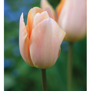 Tulpė 'Apricot Beauty', 5 vnt.