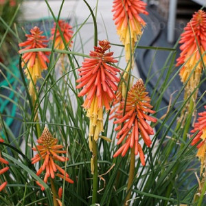 Knipofija 'Papaya Popsicle'