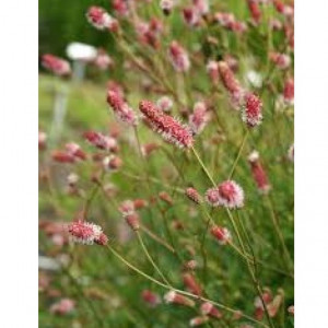 Kraujalakė vaistinė 'Pink Tanna'