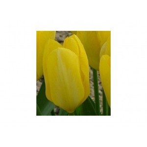 Tulpės Yellow Purissima, 5 vnt vazone.
