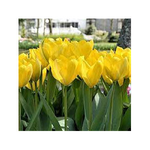 Tulpės Yellow Purissima, 5 vnt vazone.