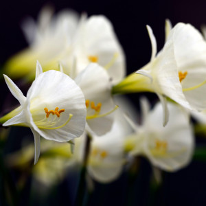 Narcizai "Arctic Bells", 5 vnt.